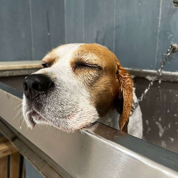 cane che fa il bagnetto da passione pet perugia
