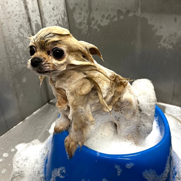 cane che fa il bagnetto da passione pet perugia