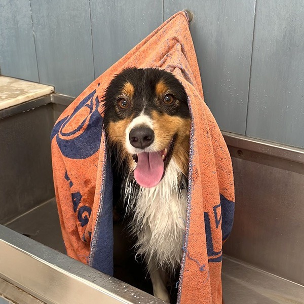 cane che fa il bagnetto da passione pet perugia