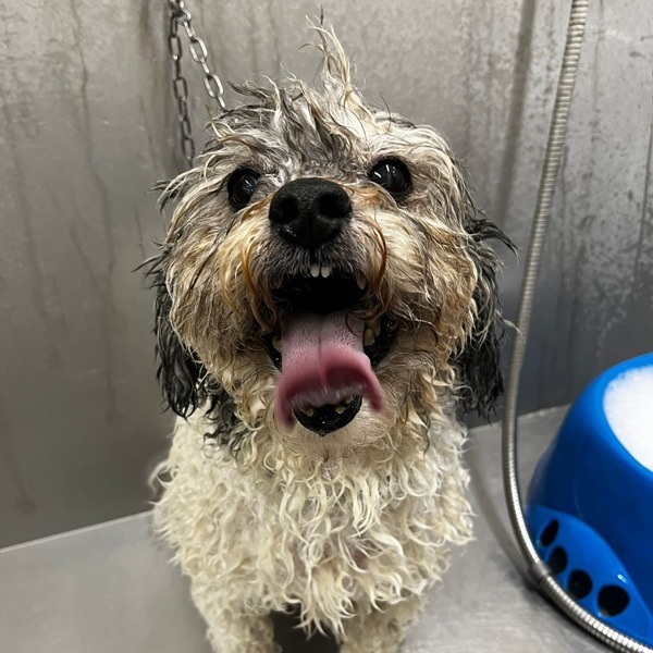 cane che fa il bagnetto da passione pet perugia