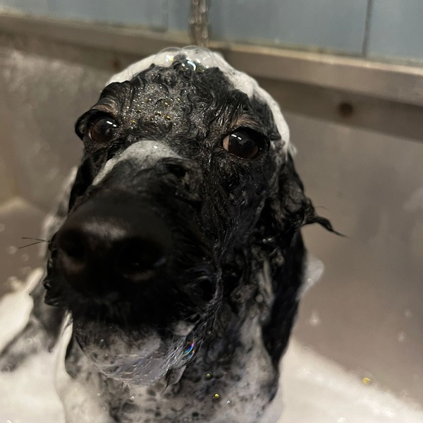 cane che fa il bagnetto da passione pet perugia