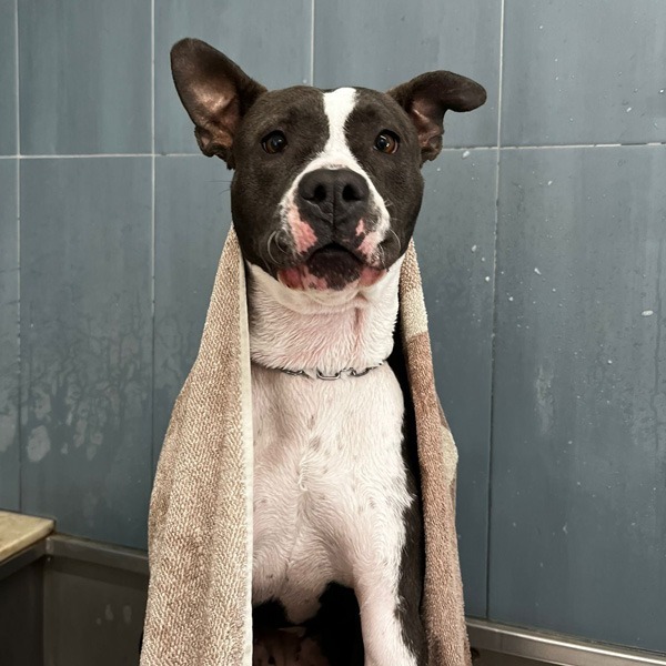 cane che fa il bagnetto da passione pet perugia