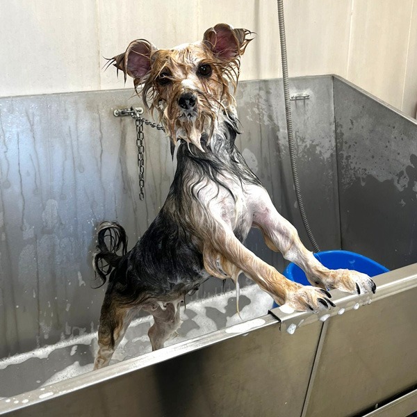 cane che fa il bagnetto da passione pet perugia