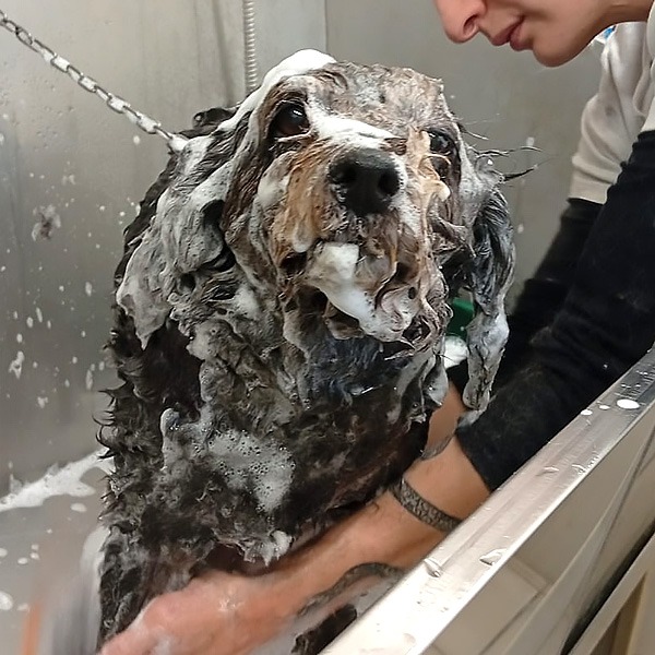 cane che fa il bagnetto da passione pet perugia