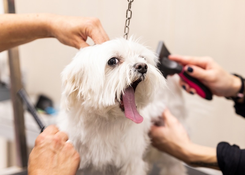 toelettatura cane passione pet