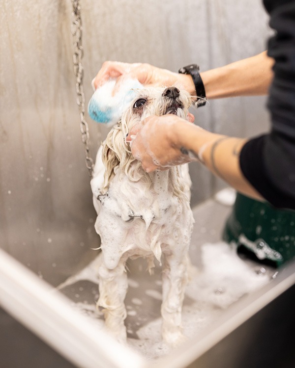 toelettatura cane passione pet