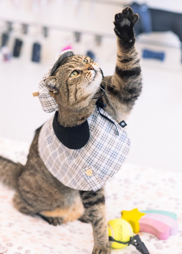 tommino il gatto di passione pet